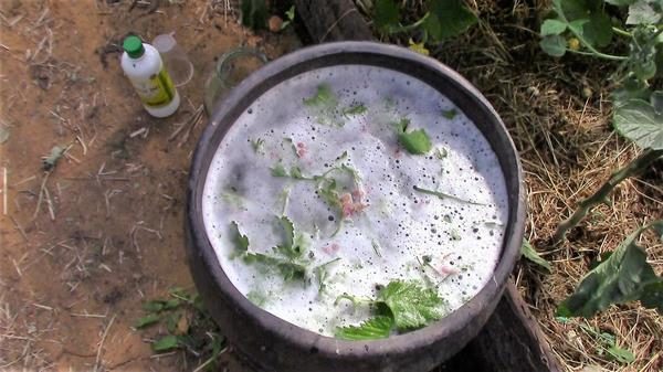  L’infusion d’ortie est un bon pansement pour les tomates.