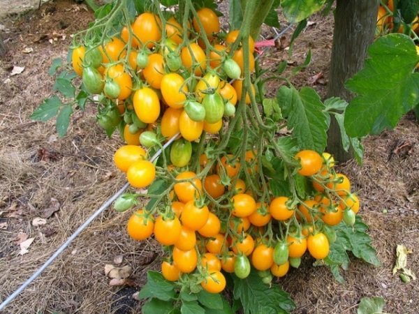  Gelbe Tomaten auf dem Gitter