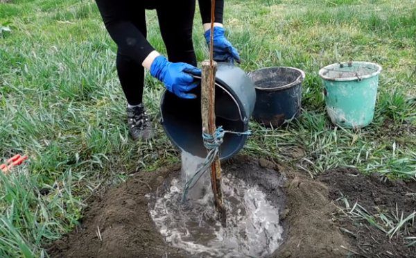  Bei der Bewässerung eines jungen Baumes werden nicht mehr als 3 Eimer Wasser verwendet. Zur Bewässerung einer großen und fruchtbaren Kirsche werden mindestens 6 Eimer benötigt