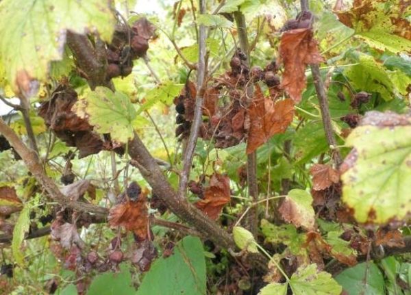  Die beste Zeit für den Beginn der Behandlung ist der frühe Frühling, bis die Knospen aufblühen.