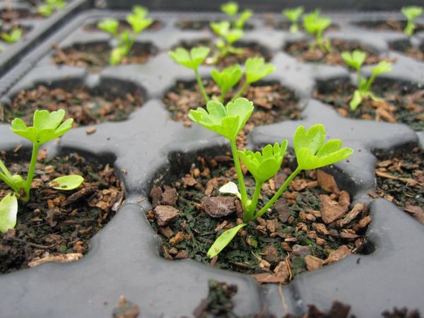  Les jeunes pousses apparaissent 7 à 10 jours après la plantation.