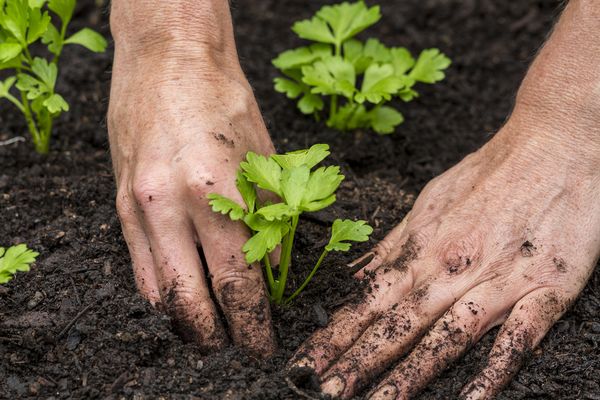  Die Pflanzung von Sämlingen in der Erde ist Mitte und Ende Mai geplant