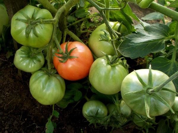  Pour que les fruits mûrs aient besoin de plus de lumière, il est recommandé aux arbustes de s'éclaircir de temps en temps, en laissant 2 à 4 pieds.