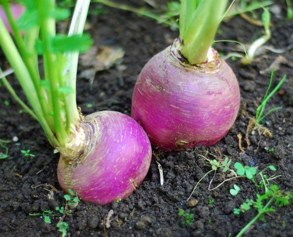  Rutabaga dans le jardin