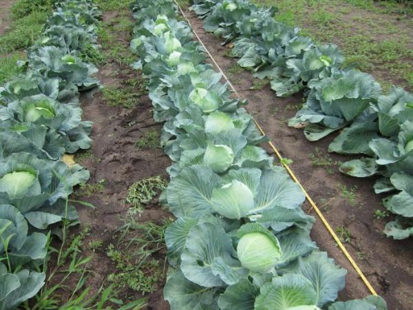  Wachsender Kohl in Sibirien