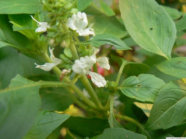  Fleur de basilic