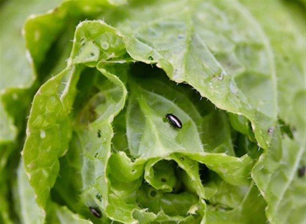  Cruciferous Floh auf Kohl