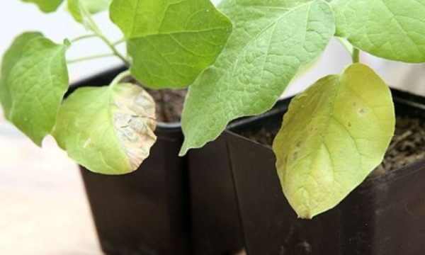  Aubergines avec des feuilles jaunies