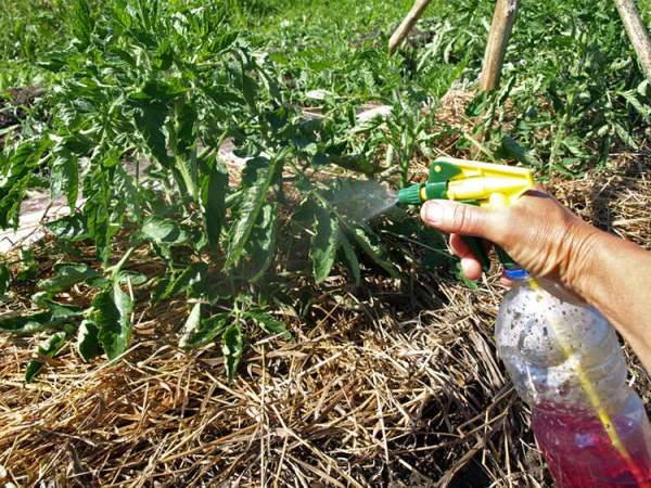  Tomaten werden zu Beginn der Blüte sowie beim Auftreten von Eierstöcken besprüht.