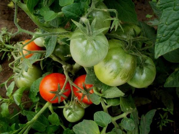  Aus einem Busch Tomatenkeil können Sie bis zu 3 kg Tomaten bekommen