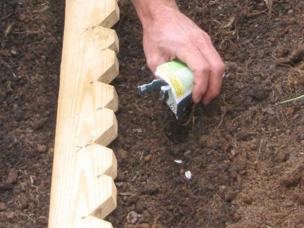  Moderne Sonnenblumen mit hohem Ölgehalt werden ausgesät, wenn sich der Boden in einer Tiefe von 5 cm auf +10 Grad erwärmt.