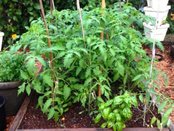  Arbustes à la tomate Rio Grande