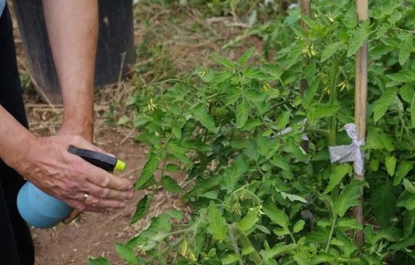  Kupfersulfat wird verwendet, um Pilze und andere Krankheiten in Pflanzen abzutöten, indem die Pflanze selbst gesprüht oder in Lösung gebracht wird.