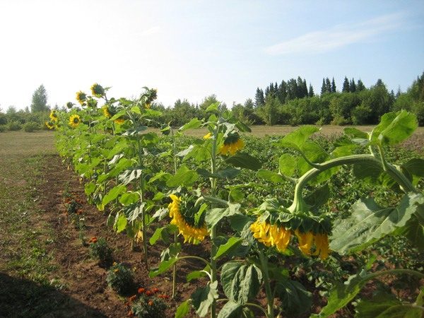  Die Sonnenblume muss jeden Tag bewässert werden.