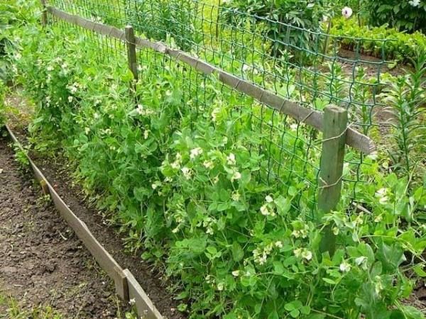  Erbsenunterstützung im Netz