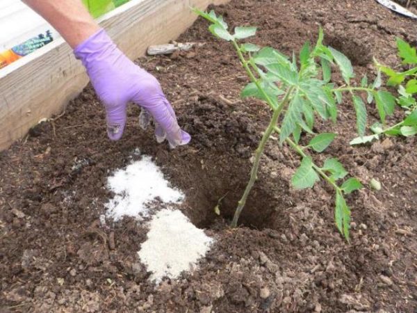  Engrais de plants de nitrate de calcium greffe de tomate