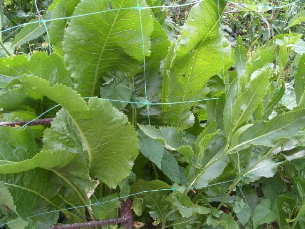  Raifort feuilles se bouchent