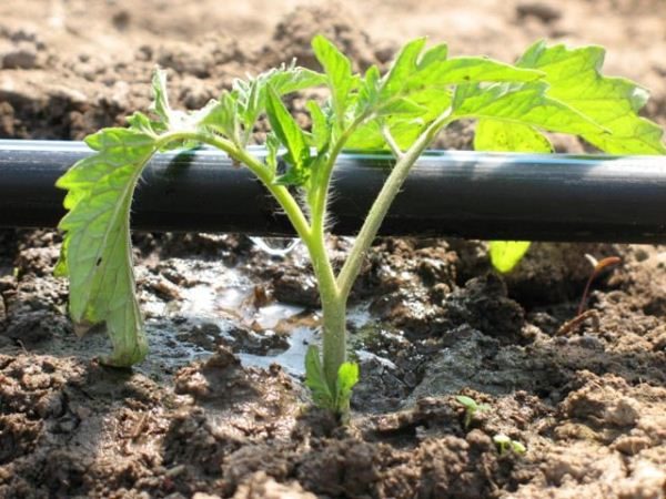  Das Tropfbewässerungssystem wird nicht nur zur Bewässerung, sondern auch zum organischen Dünger von Tomaten verwendet