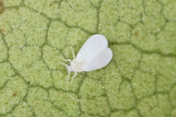  Mouche blanche