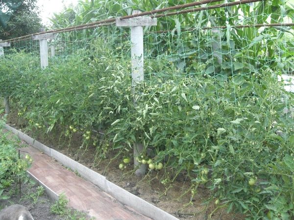  Tapisserie für Tomaten aus Polymernetz