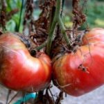  Phytophthora auf Tomaten