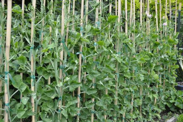  Erbsen auf Holzstützen gebunden