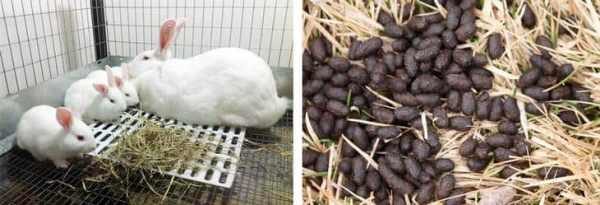  Les lapins mangent de l'herbe et la transforment en un engrais utile pour les plantes.