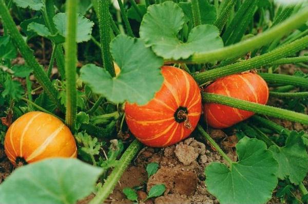  Planter et entretenir une citrouille