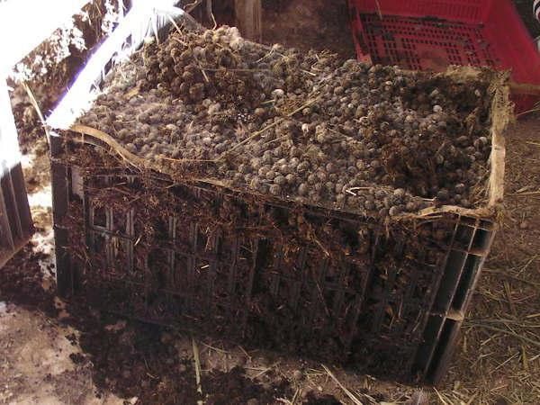  Fumier de lapin sous forme sèche