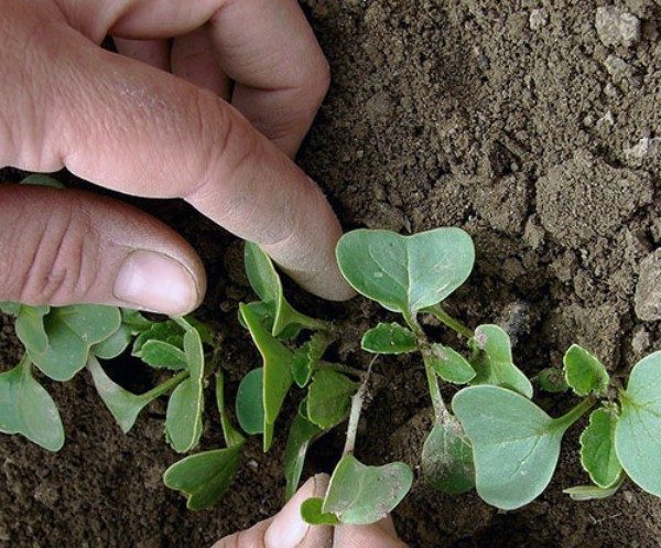  Auf der Stufe von zwei oder drei Blättern wird der Margilan-Rettich verdünnt.