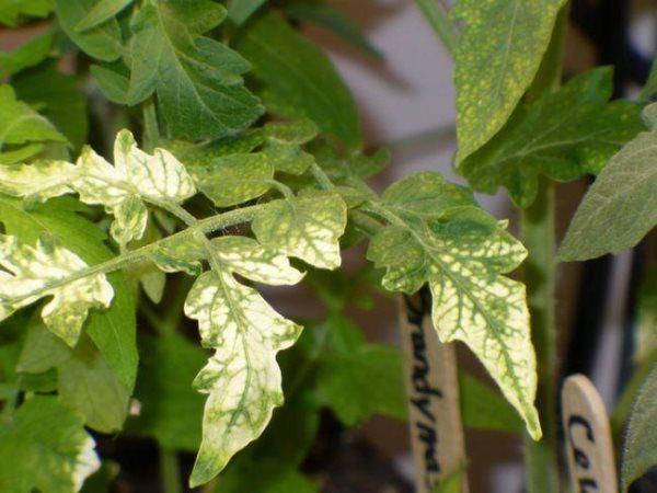  Erleuchtete Blätter auf Tomatensämlingen