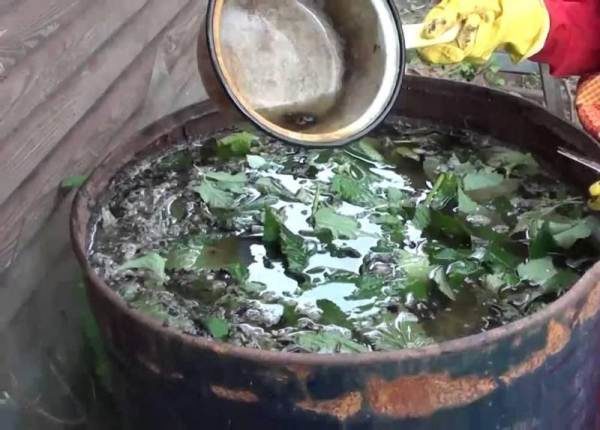  Préparation de tisanes d'ortie pour nourrir les tomates