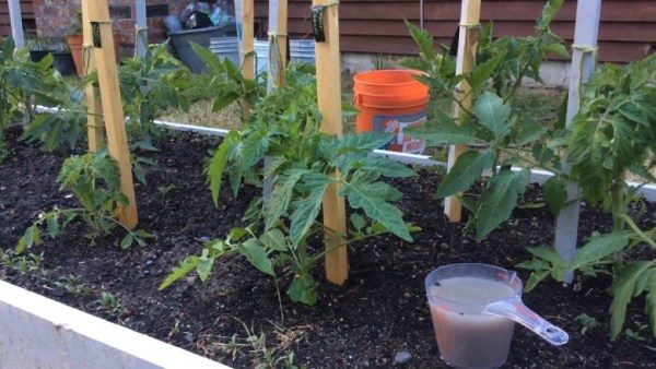  Pour obtenir une bonne récolte de tomate, il faut nourrir la plante