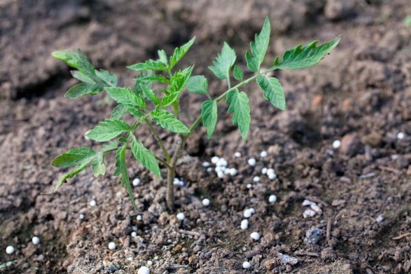  Top Dressing von Tomaten mit Harnstoff