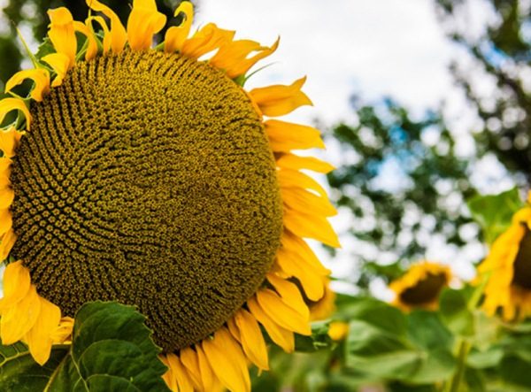  Sonnenblume Jason