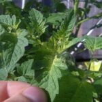  Anzeichen von Eisenmangel bei Tomaten