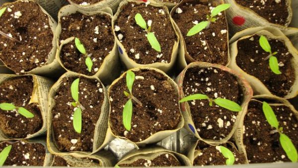  Semis de tomates fertilisés au nitrate de calcium