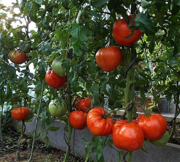  Eine Reihe von Tomaten im Gewächshaus