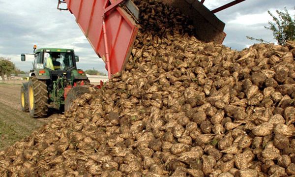  Die Zuckerrübenernte findet von Ende September bis Mitte Oktober statt.