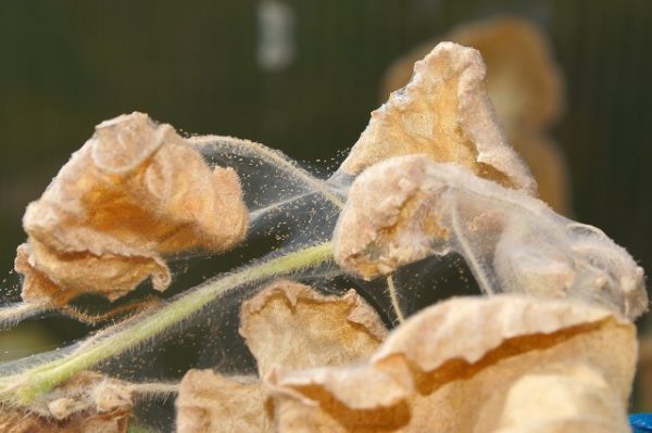  Verwelkte Pflanze wegen Spinnmilbe