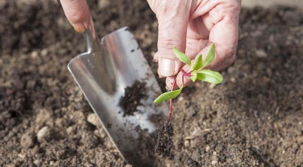  Plantules de betterave plantées dans le sol après l'apparition de 4 feuilles