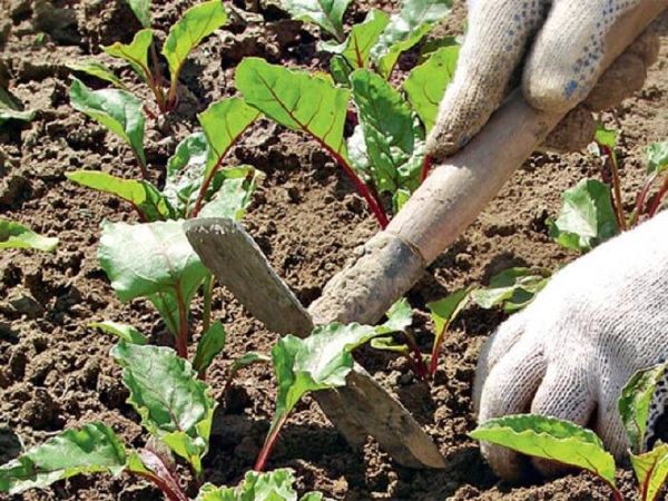  Assurez-vous de desserrer l'allée et de contrôler les mauvaises herbes