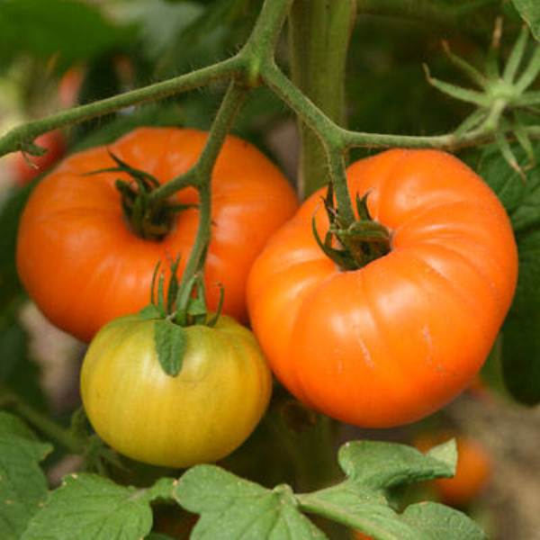  Altai Orangetomate