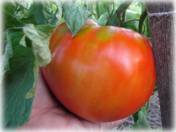  Russischer Riese der Tomate