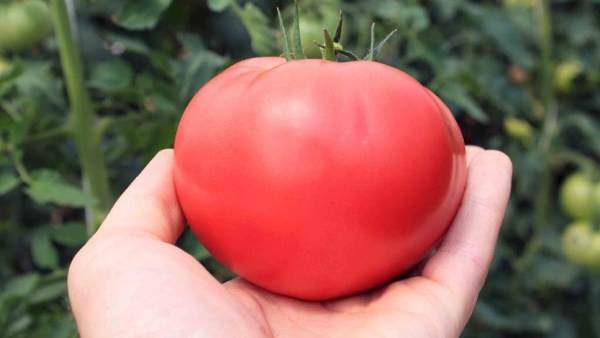  Ukrainischer Riese der Tomatensorte