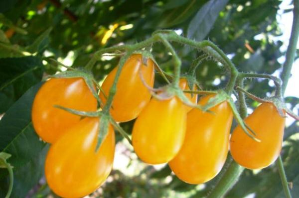  Tomaten-Honig-Tropfen