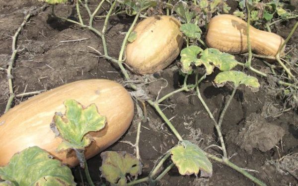  Muskat Kürbis im Garten