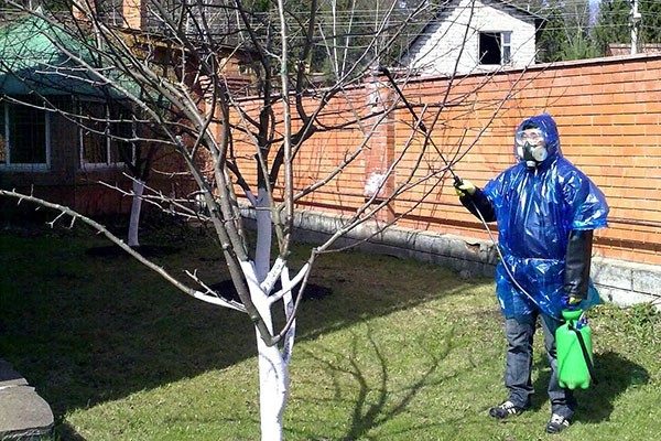  Die Kupfersulfatbehandlung kann nur bei ruhigem Wetter durchgeführt werden.