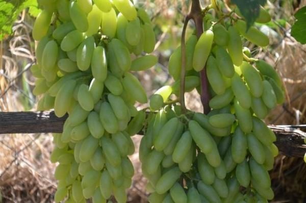  Grapes Lady Fingers ou Husayne Blanc