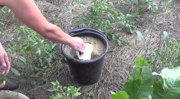  Arroser une infusion de tomate sur une litière de poulet